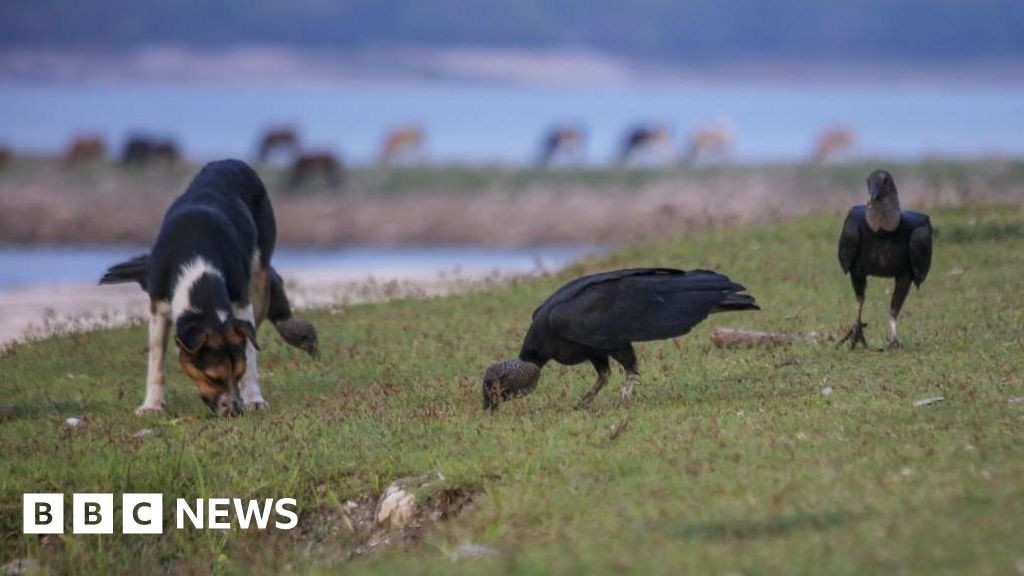 Surrey Wildlife Trust urges dog owners to keep pets under control