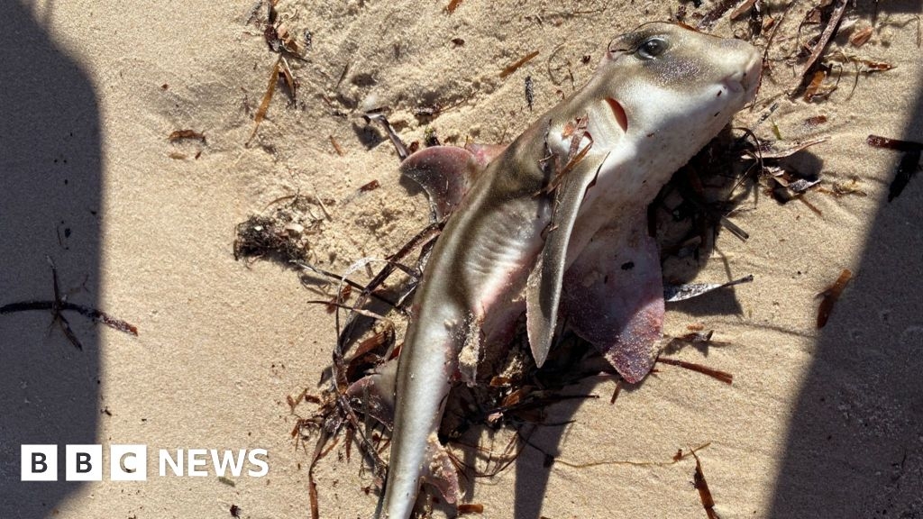 South Australia fish kill: Toxic algae poisons 200 marine species