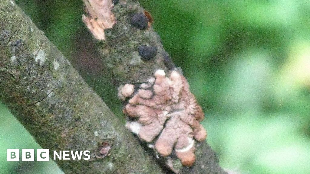 Endangered willow gloves fungus not yet growing in new Cumbria site