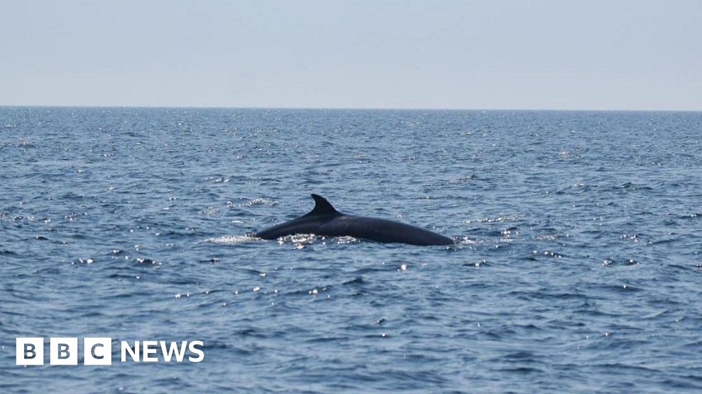 Minke whale spotted off shores in Cornwall