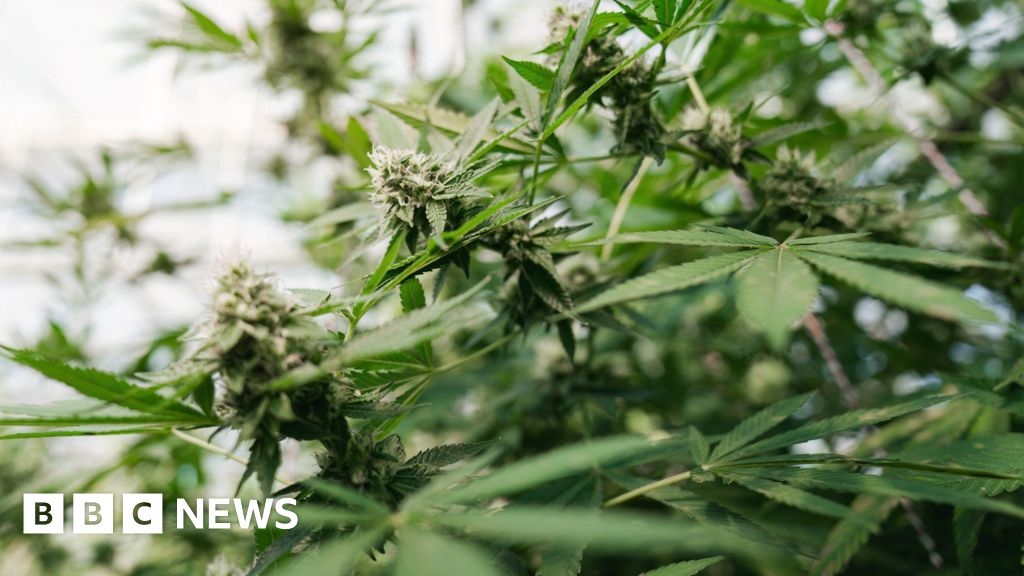 UK claims 90% drop in mail-order cannabis from Thailand