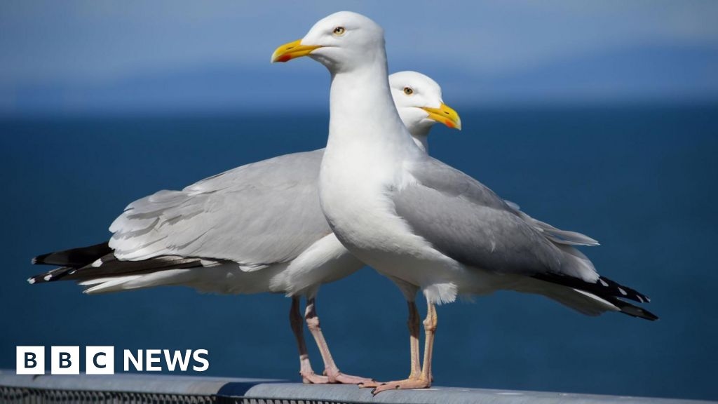 Nairn's challenges with its hungry urban gulls