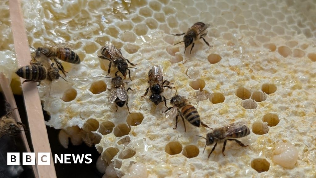 'Massive increase' in bee swarm rescues
