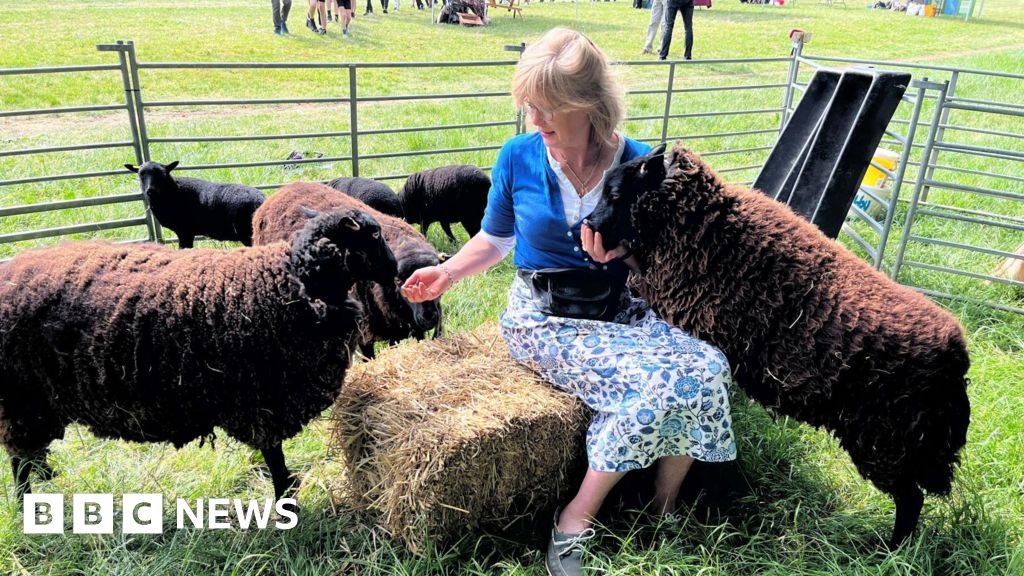 Sheep brought in to maintain ancient Bristol Downs grazing rights