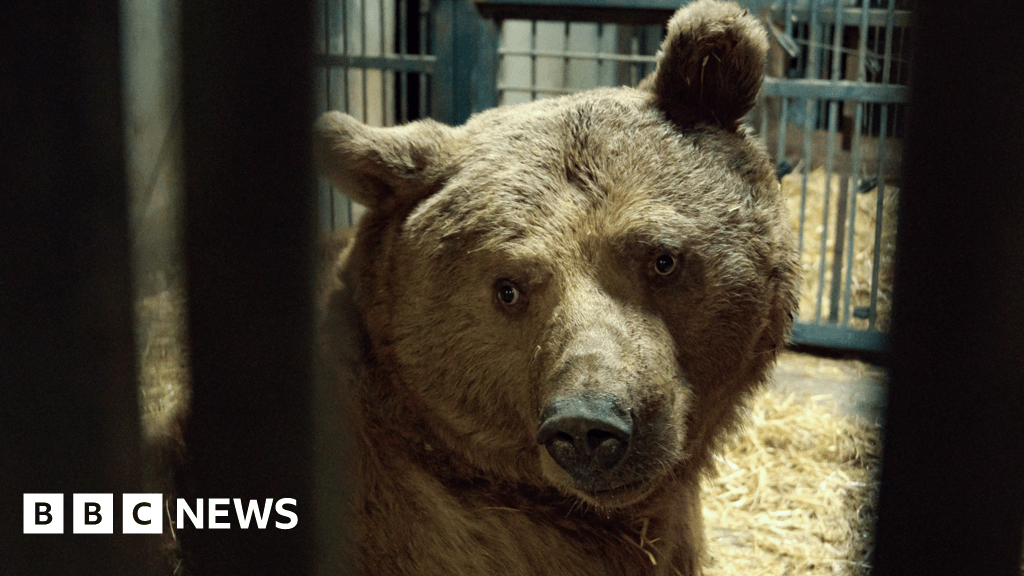 Bear family saved from 'unimaginable suffering'