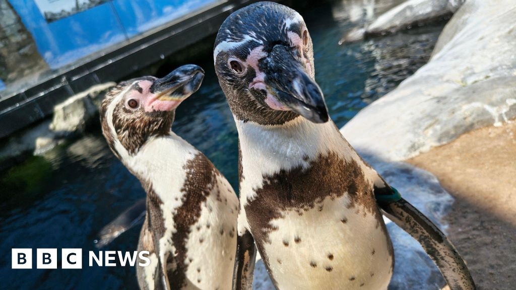 Bournemouth's penguin pair to celebrate 10-year anniversary