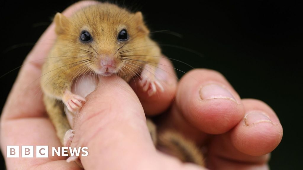 Rare mammal spotted and 55 anniversaries in Weston-super-Mare