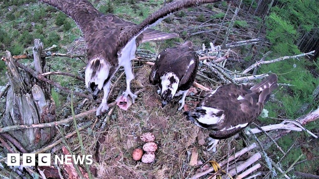 Tweed Valley osprey love triangle chicks fail to survive