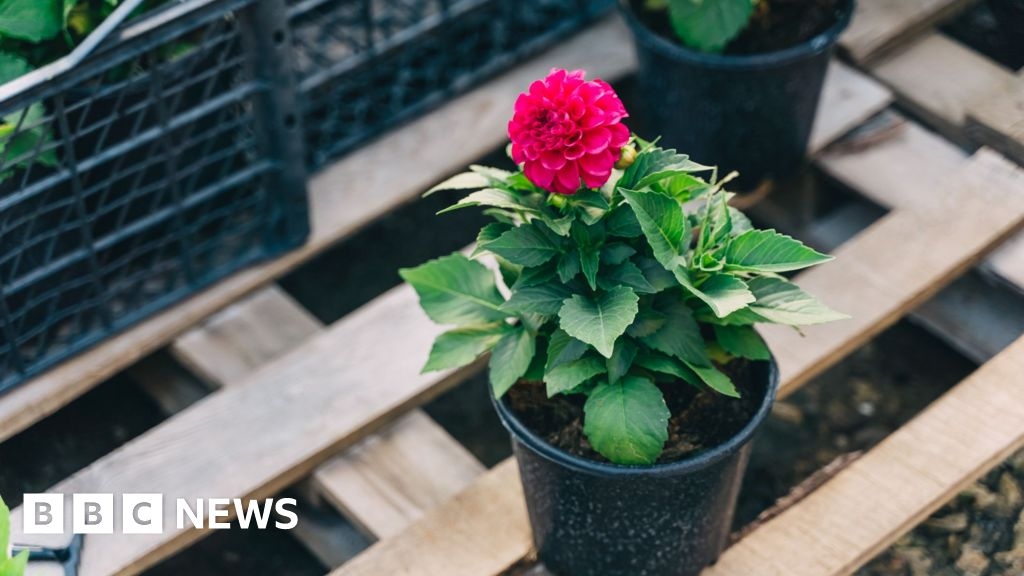 Gardening: Windsor Framework 'didn't solve plant sales problem'