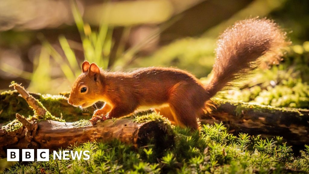 Yorkshire Dales red squirrels 'being killed by cars on rat run'