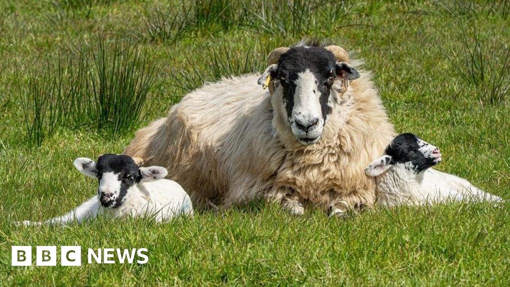Your West Midlands photos: Swathes of bluebells, sheep and boats