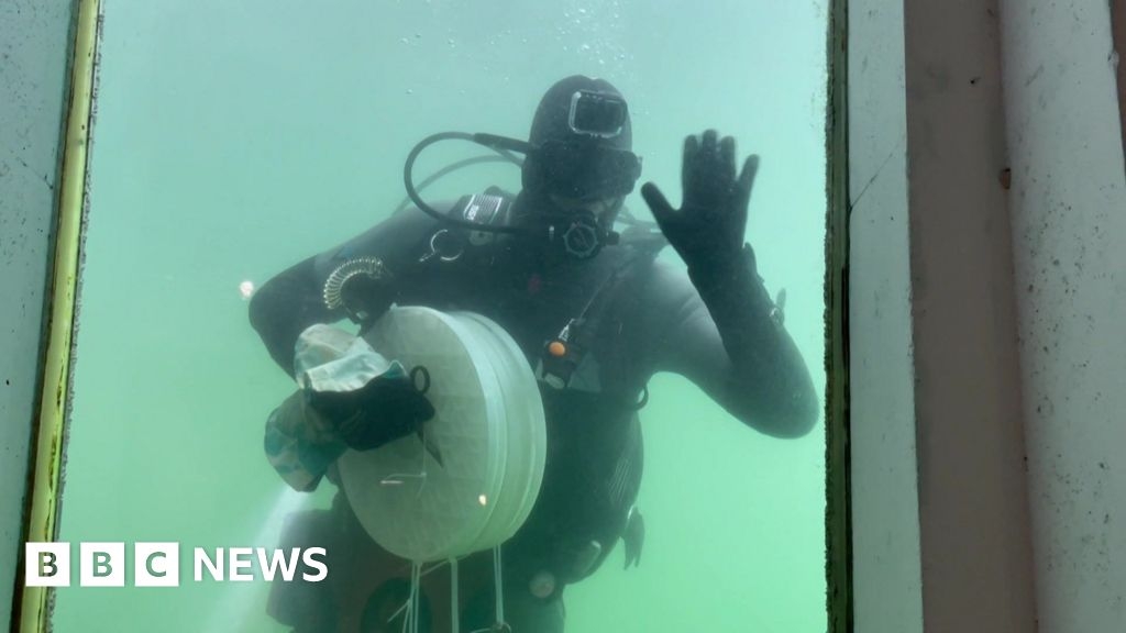 Lobster 'releasathon' marks Cornish hatchery's anniversary