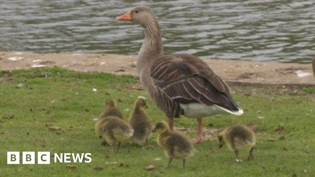 Goslings orphaned after theft from East Park in Hull