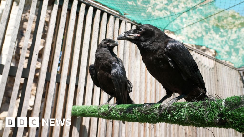 Tower of London: Two new raven chicks move into their new home