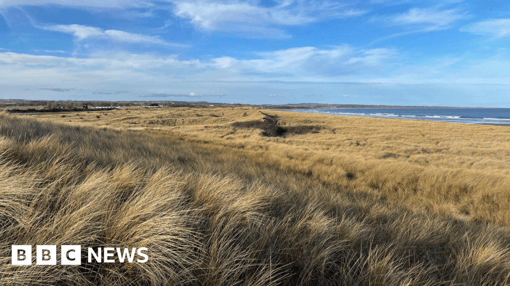 Work begins at Warkworth to clear invasive plants from dunes