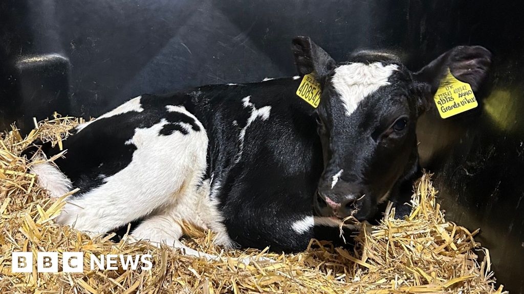 Wiltshire in pictures: AI on the farm and a Crufts winner