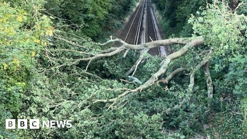 Fallen tree halts Cosham - Southampton Central / Eastleigh trains