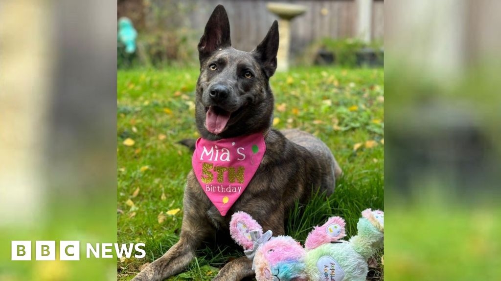Dog re-homed after spending whole life at rescue centre