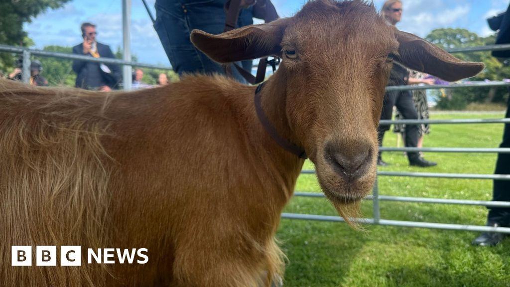 Golden Guernsey: Shortage of rare goats for animal show