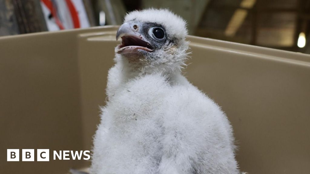 Headlines: Peregrine names and new night buses