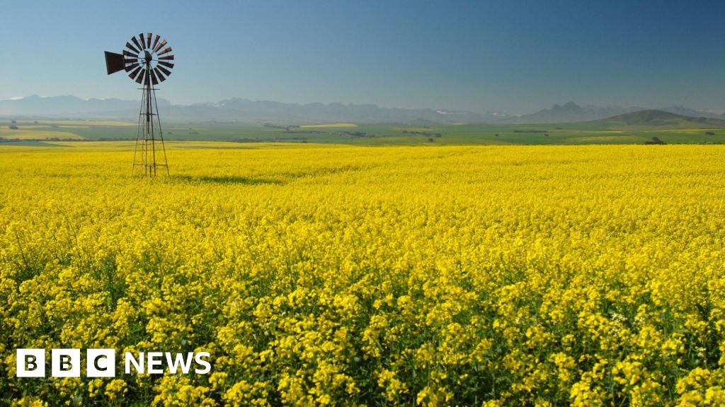 South Africa-Trump row: Controversial land law in court challenge