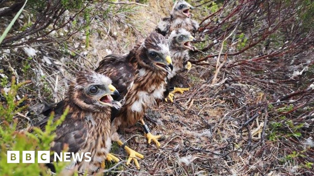 Record number of hen harriers killed or missing in northern England