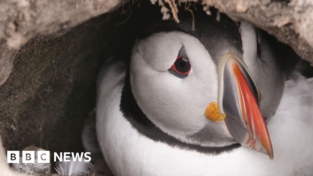 Farne Island 'puffin cam' attracts thousands of viewers