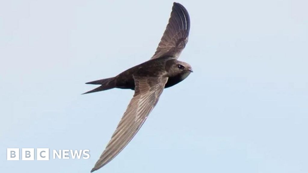 Church bells to ring out for swifts return to Derby