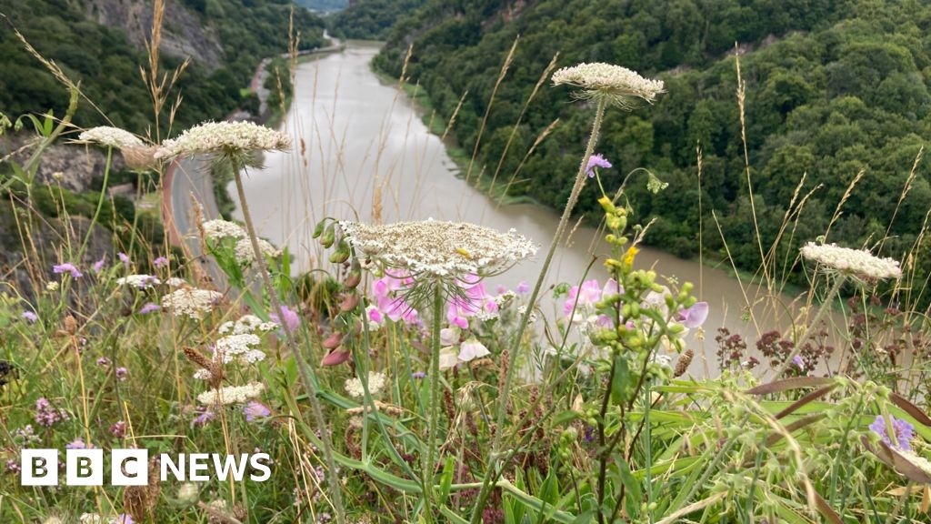 No Mow May - People urged to leave their grass to grow long