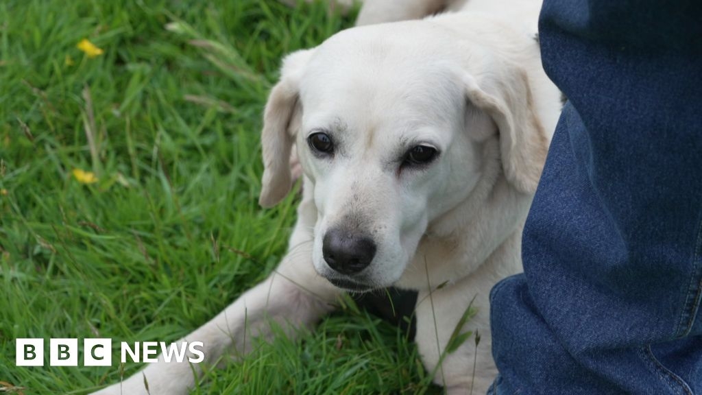 Devon charity left 'picking up the pieces' from dog breeder
