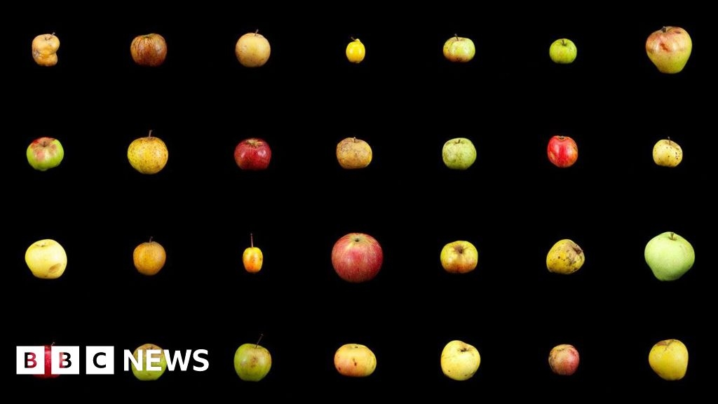 Cornish orchard growing apples from cores part of new exhibition