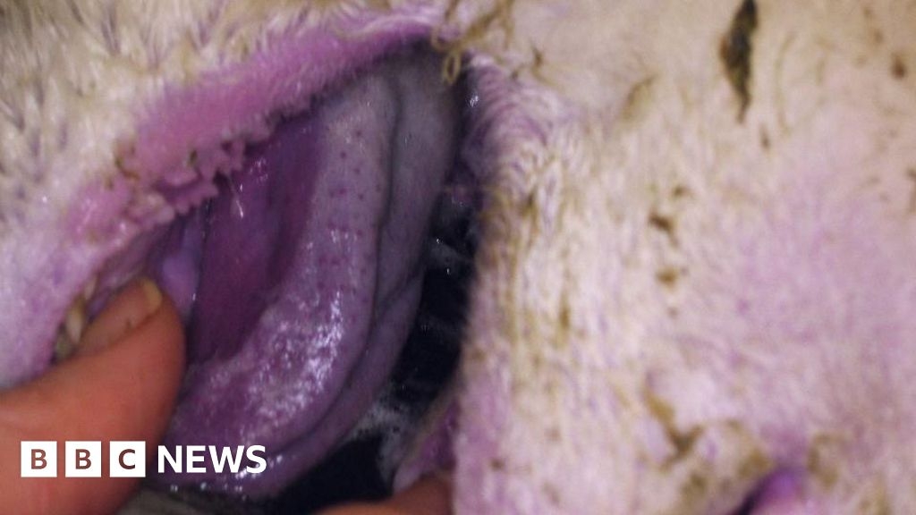 Bluetongue virus: Lancashire cattle movement restrictions introduced