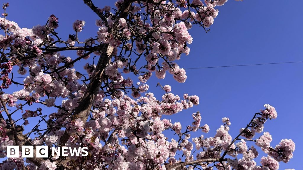 Gloucestershire in pics: Spring blossom and community efforts
