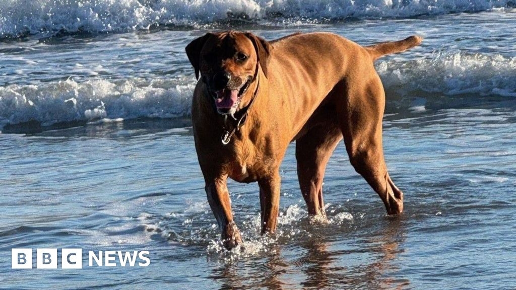 Owners urged to keep pets healthy in hot weather