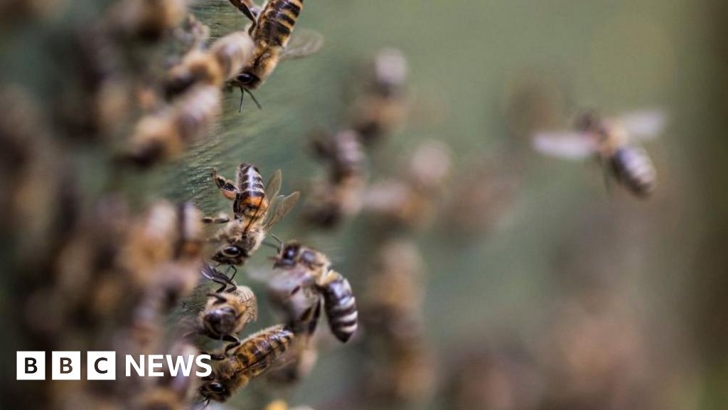 Bees rehomed in hives above Bournemouth entertainment venue