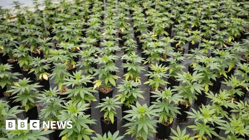 Illegal immigrant jailed for Brighouse cannabis farm