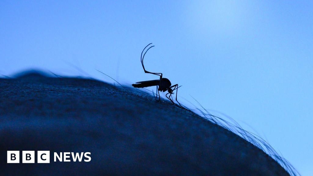 Kent 'perfect place' for new mosquitos to enter UK, academic says