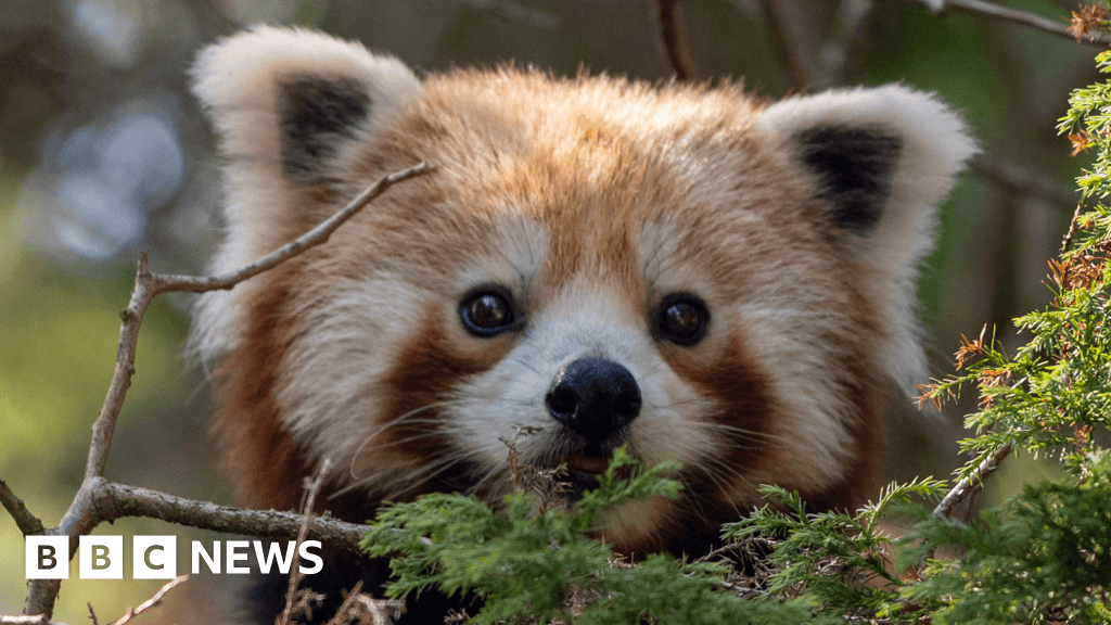 Brown spider money and red panda arrive at Paignton Zoo