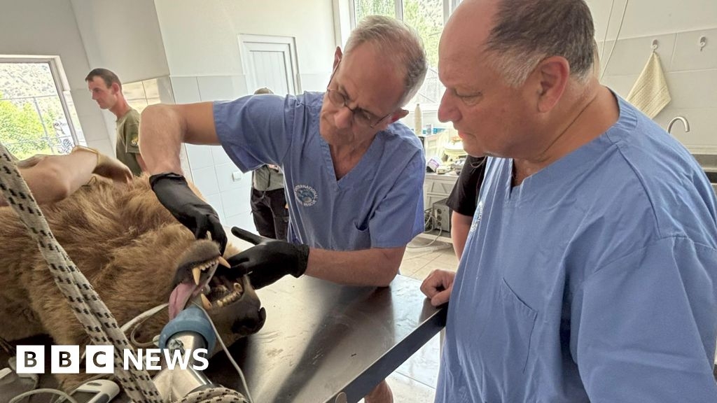 Bears rescued in Armenia 'recovering' after dental operations