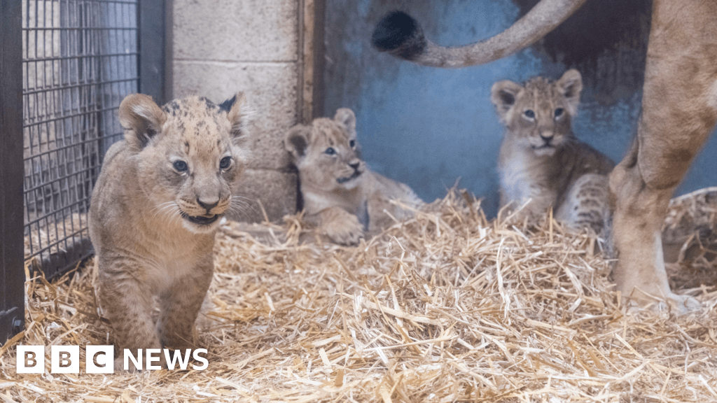 West Midlands Safari Park reveals birth of lion cub trio
