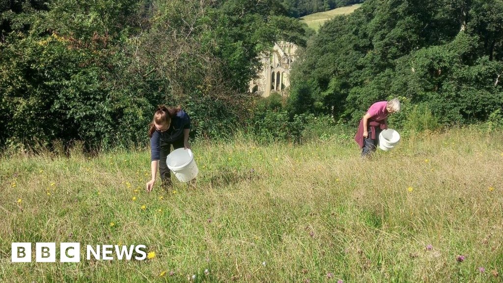 North Yorkshire project to create new 'insect super-highways'
