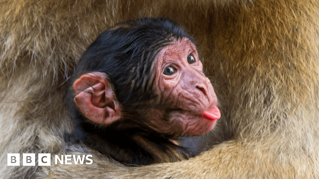 Trentham Monkey Forest welcomes three baby Barbary macaques