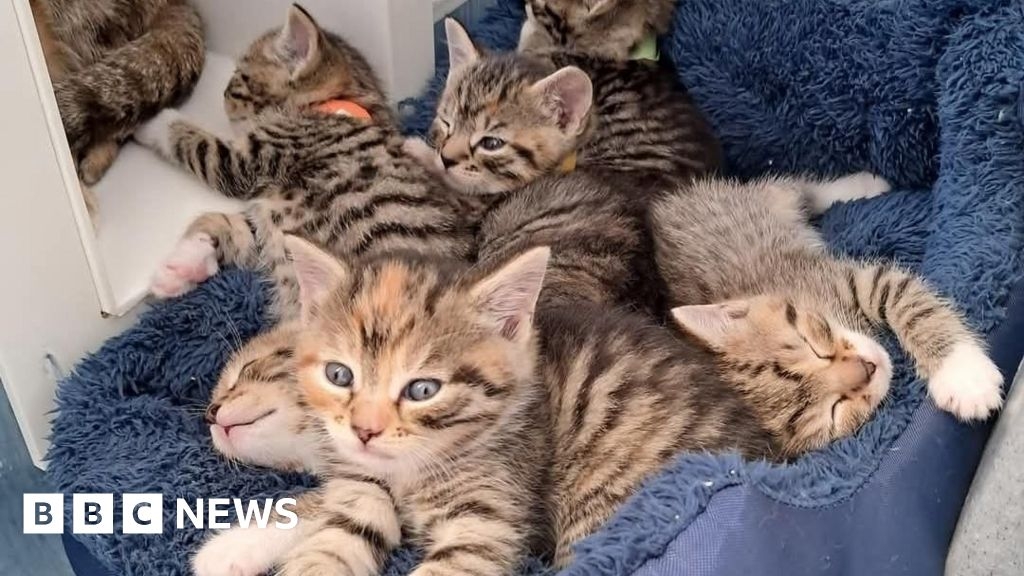 'Tidal wave' of kittens and film crew in Burnham-on-Sea