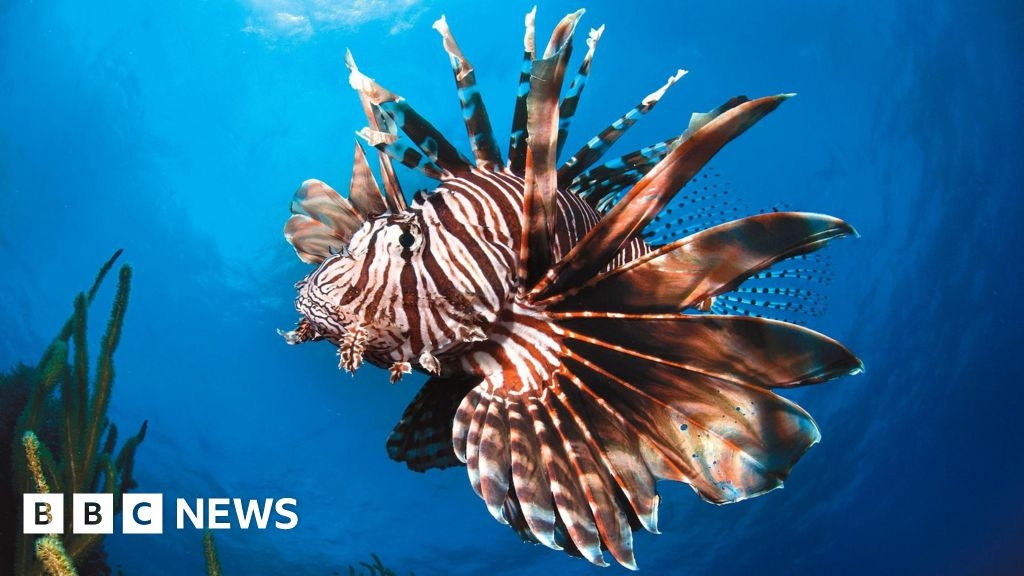 UN Ocean conference gives 'glimmer of hope' for marine life