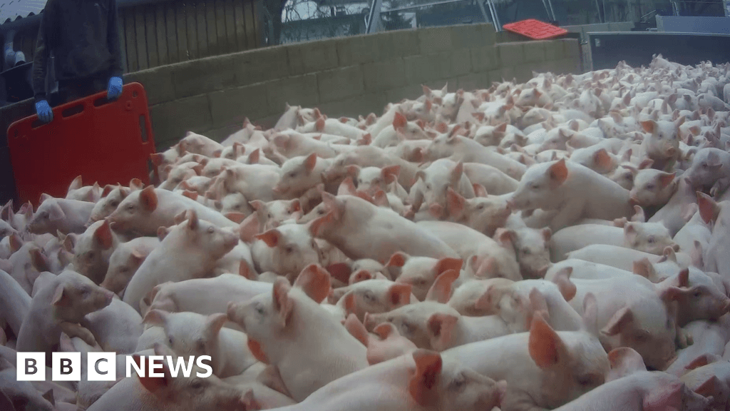 Secret cameraman claims of 'brutality' at Cranswick farm