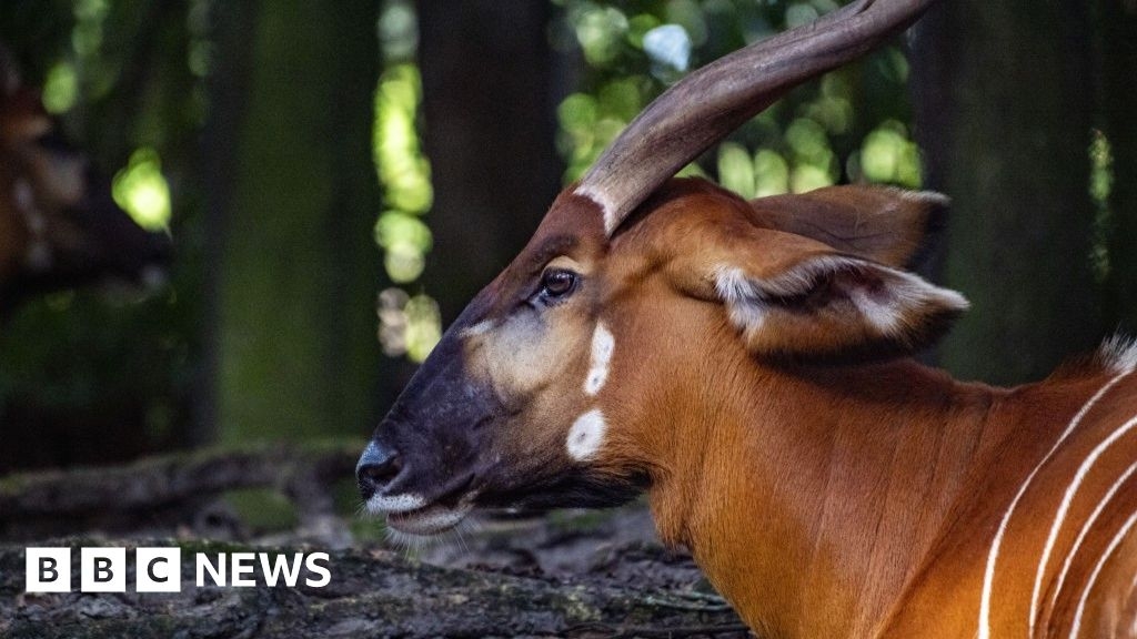 Kenya receives 17 mountain bongo antelopes from the US