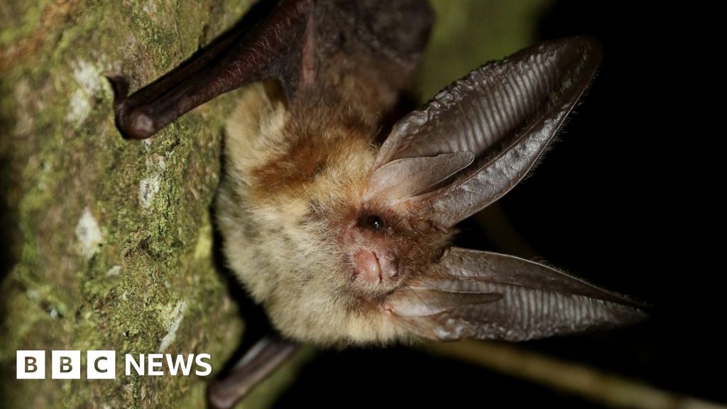 Guernsey volunteers 'save 45 years of bat research'
