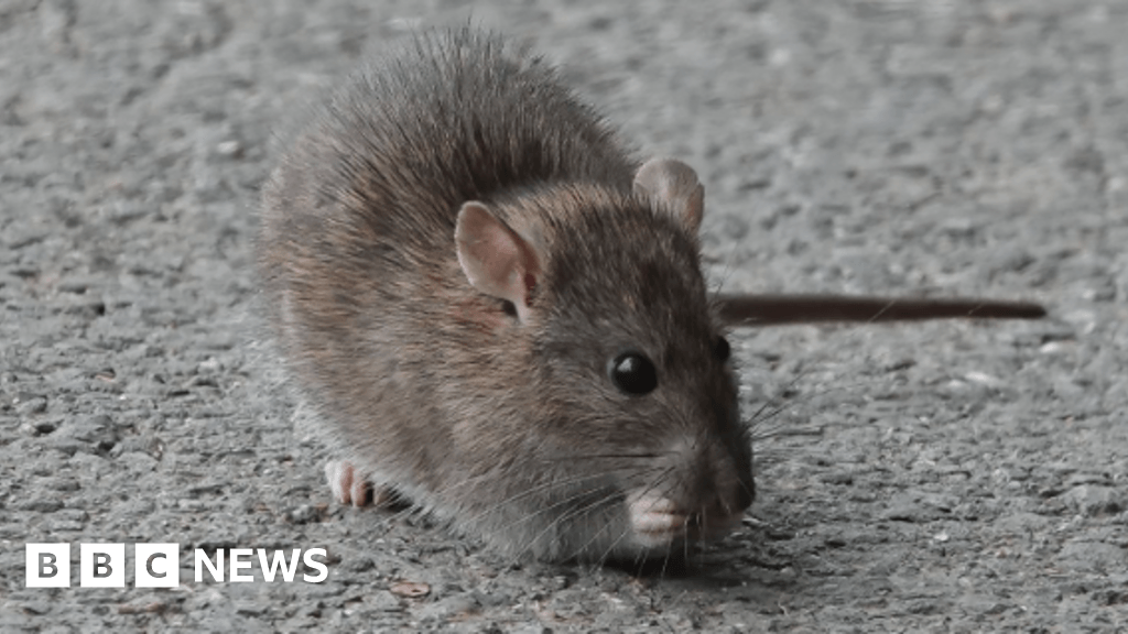 Londonderry: Rat sightings fall as investigations continues