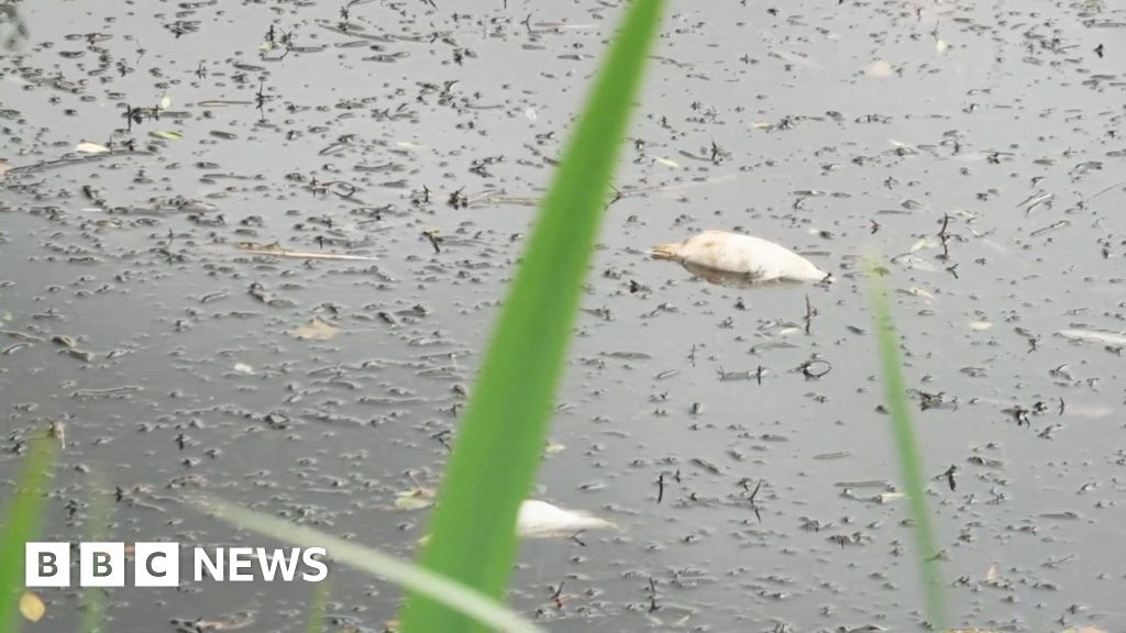 East Grinstead pond oxygen crash sees up to 200 fish die