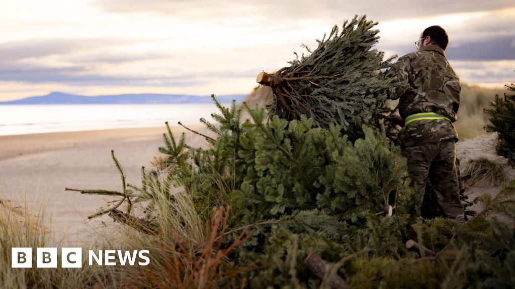 Christmas trees used to shore up Lossiemouth beach dunes